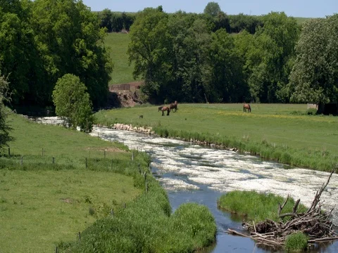 Landscape with Semois river, blooming water plants and horses Stock Footage 76236378