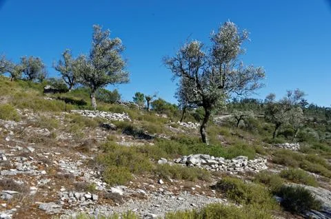 Landscape of Serra de Aire e Candeeiros Foto stock