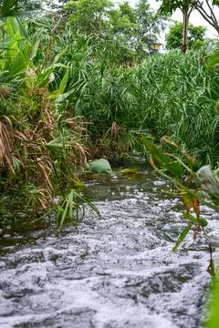 A landscape of shallow streams in the park surrounded by dense aquatic plants Stock Photos