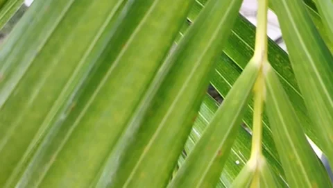 Landscape shaped palm tree leaves Stock Footage 226956019