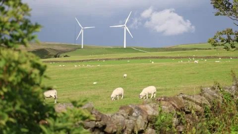 A Landscape With Sheep in the Field and Wind Turbines Against a Cloudy Sky Stock Footage 248450434