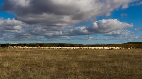 Landscape with sheep 스톡 사진