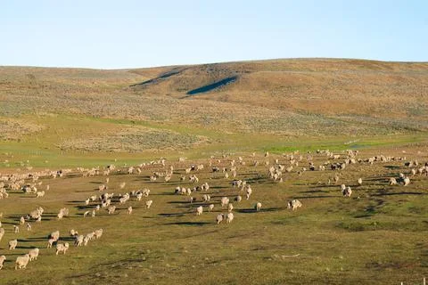 Landscape with sheep 스톡 사진