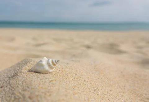 Landscape with shells on tropical beach. Close up sea shell on sandy seaside Stock Photos