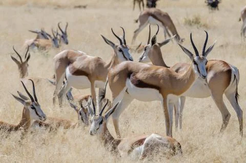 Landscape shot of beautiful African springbok gazelles in front of dry grass 写真素材