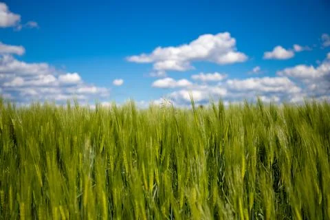 Landscape shot of fields and cloudy sky Stock Photos