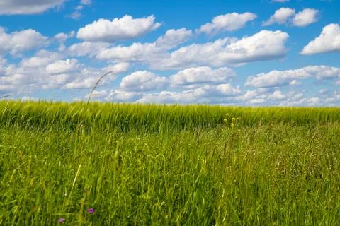 Landscape shot of fields and cloudy sky Stock Photos