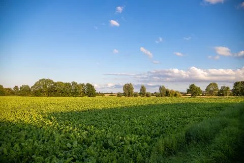 Landscape shot of fields and cloudy sky Stock Photos
