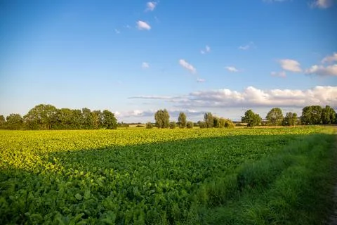 Landscape shot of fields and cloudy sky Stock Photos