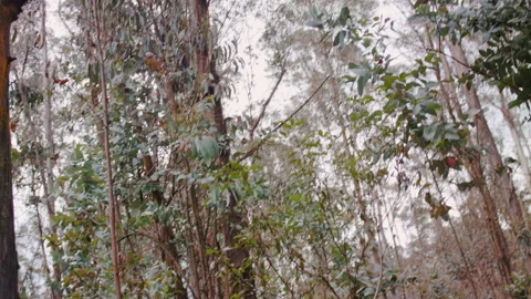 Landscape shot of the forest in slow motion Stock Footage 273122310