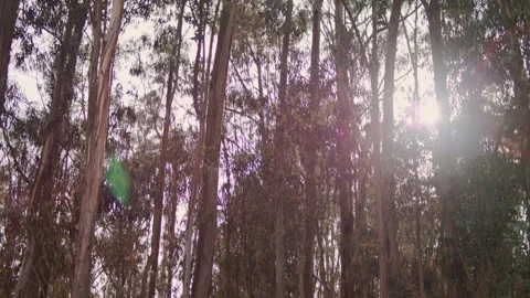 Landscape shot of the forest with a slow motion Flare Stock Footage 273122342
