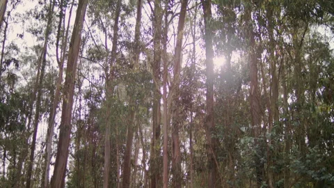 Landscape shot of the forest with a slow motion Flare Stock Footage 273122344