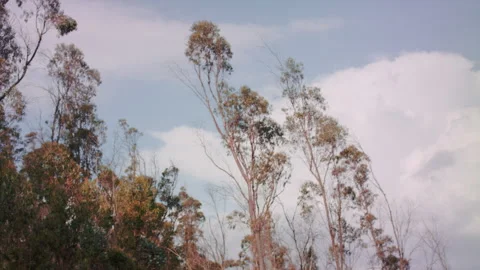 Landscape shot of the forest trees in slow motion Stock Footage 273122334