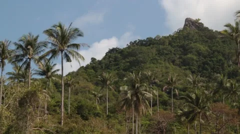 Landscape shot from a jungle Stock Footage 40273121