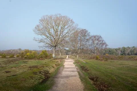 Landscape shot looking down long pathway through forest and lush green grass Stock Photos