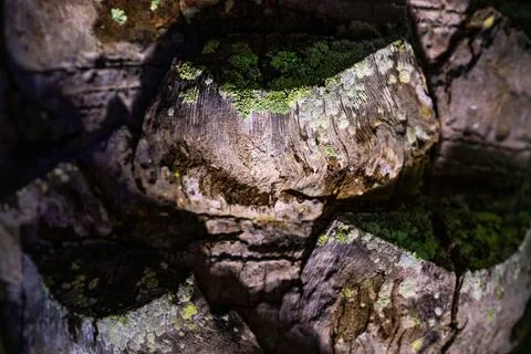 Landscape Shot of Tree Bark with Moss and Texture Stock Photos