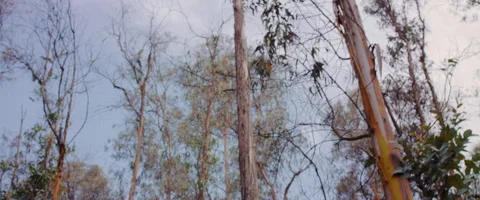 Landscape shot of trees in the the forest in slow motion Video stock 273122246