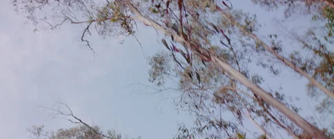 Landscape shot of trees in the the forest in slow motion Vidéo 273122247