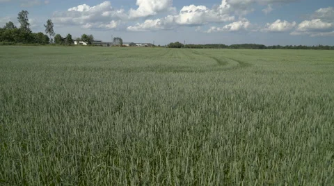 The landscape shot of the whet field Stock Footage 64857097
