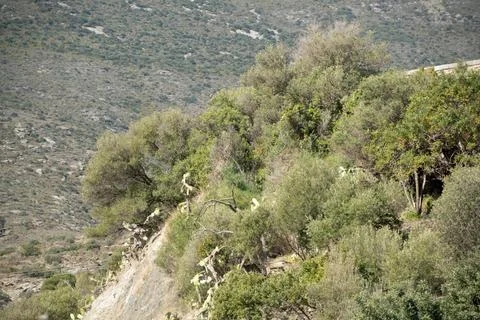 Landscape of a shrub covered mountain during summer in Catalonia Stock Photos