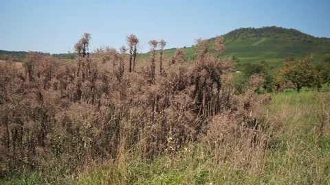 Landscape with shrubs trees and fields Stock Footage 115768498