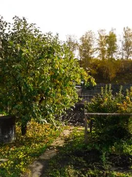 Landscape Siberian apple tree Stock Photos