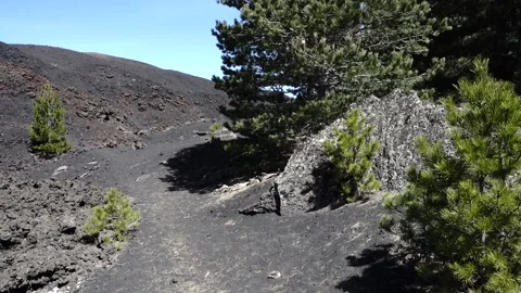 Landscape Sicily mountain pine trees volcanic cone lateral eruption Etna panning Vídeos de archivo 152141043