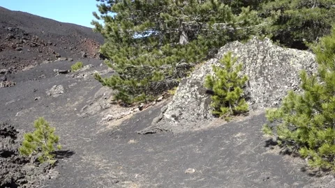 Landscape Sicily mountain pine trees volcanic cone lateral eruption Etna panning Stock-Footage 152141751