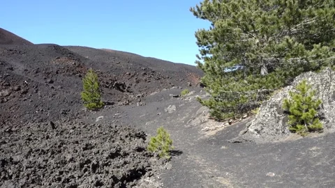 Landscape Sicily mountain pine trees volcanic cone lateral eruption Etna panning Stock-Footage 152141919