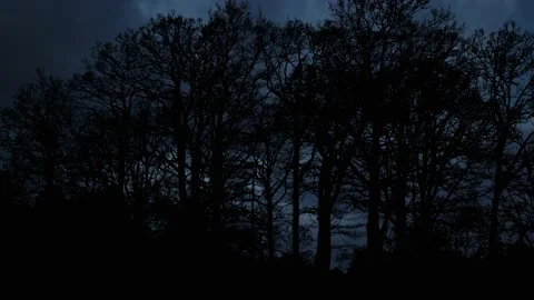 Landscape with Silhouette of Forest Trees and Branches Stock Footage 239740164