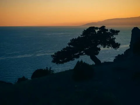 Landscape with silhouette of pine trees on edge of a mountain overlooking the Stock Photos