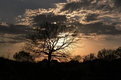 Landscape with silhouette of trees at sunset, Stock Photos