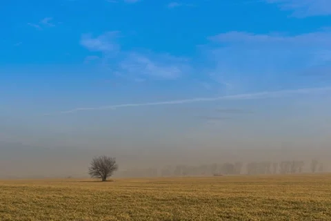 Landscape with a single tree in the field, Time Lapse HD Video stock 21426071