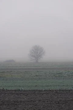Landscape with a single tree growing between the fields during foggy day Stock Photos