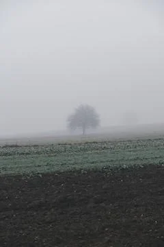 Landscape with a single tree growing between the fields during foggy day Foto stock