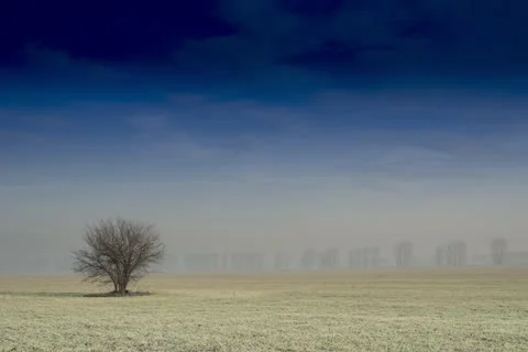 Landscape with a single tree on the winter field, Time Lapse HD Stockbeeldmateriaal 21426069