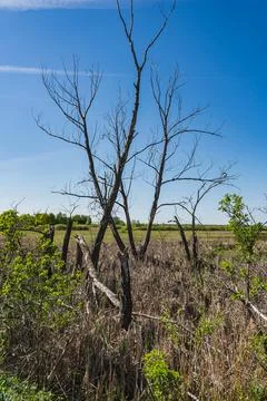 Landscape with a single withered tree with no leaves Stock Photos