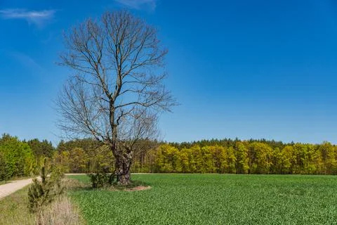 Landscape with a single withered tree with no leaves Stock Photos