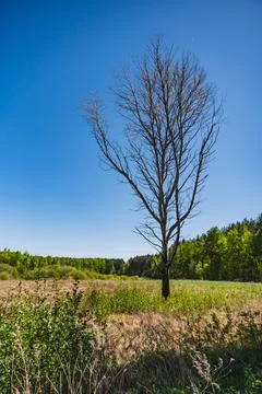 Landscape with a single withered tree with no leaves Stock Photos