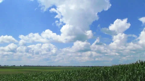 Landscape with the sky and corn field. Stockbeeldmateriaal 25962461