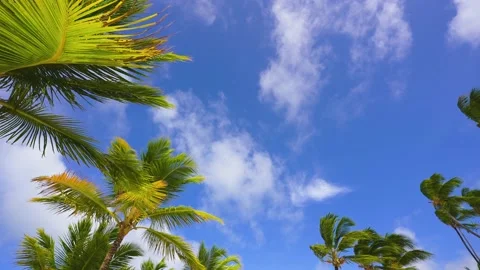 Landscape of sky and palm trees on a tropical beach. Stock Footage 201922403
