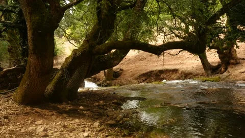 Landscape of a small forest with a fresh water stream and old oak trees Stock Footage