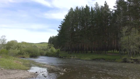 Landscape with a small mountain river surrounded by pine forest in summer. Stock Footage 112137407