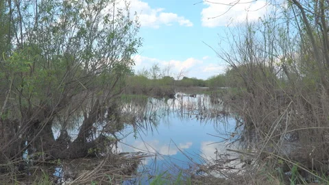 Landscape on a small pond Stock Footage 90782892