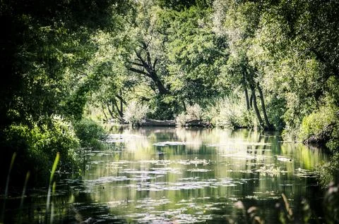 Landscape of a small river in the forest in the summer. Stock Photos