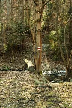Landscape with a small stream in the forest in early spring. Stock Photos