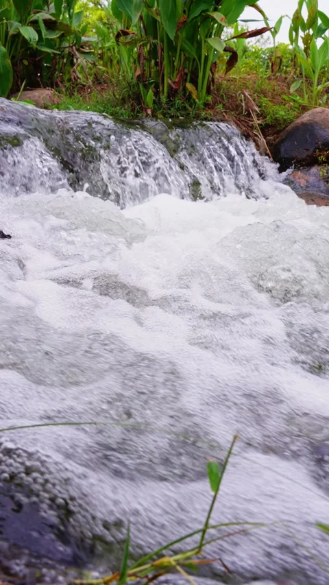 Landscape of small tumbling stream running along the bank of green plants Stock Footage 340485877
