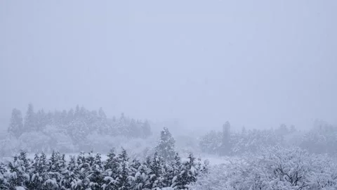 Landscape of snow and forest trees, winter image, panning shot Stock Footage 328483953