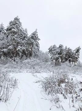 Landscape of a snow-covered pine forest in a snowfall Foto stock