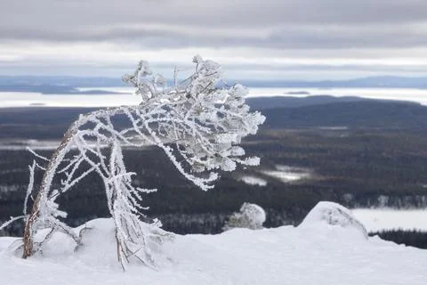 Landscape with a snow-covered tree on a cloudy winter day. Karelia. Russia Фото
